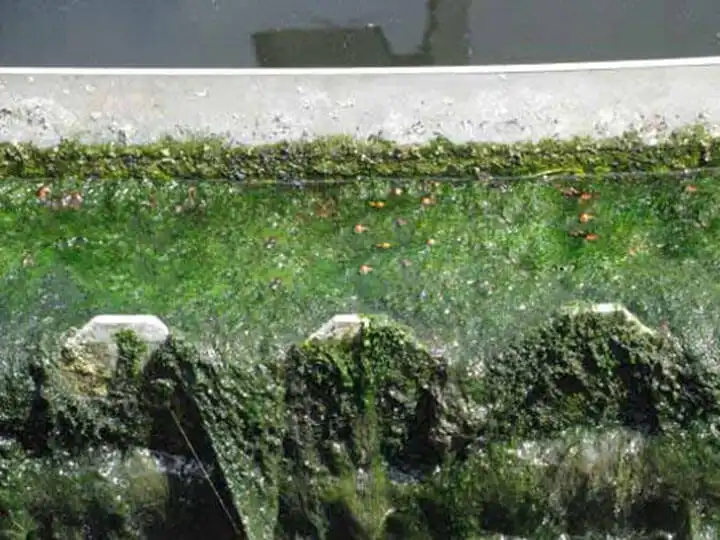 Algae in Secondary Sedimentation Tank